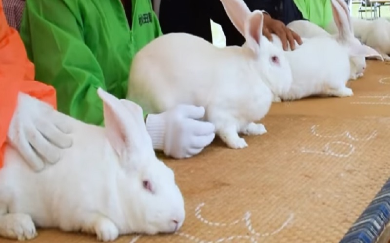ジャンボうさぎの祭典、秋田県で開催
