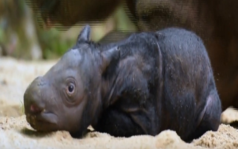 スマトラサイの魅力とは？