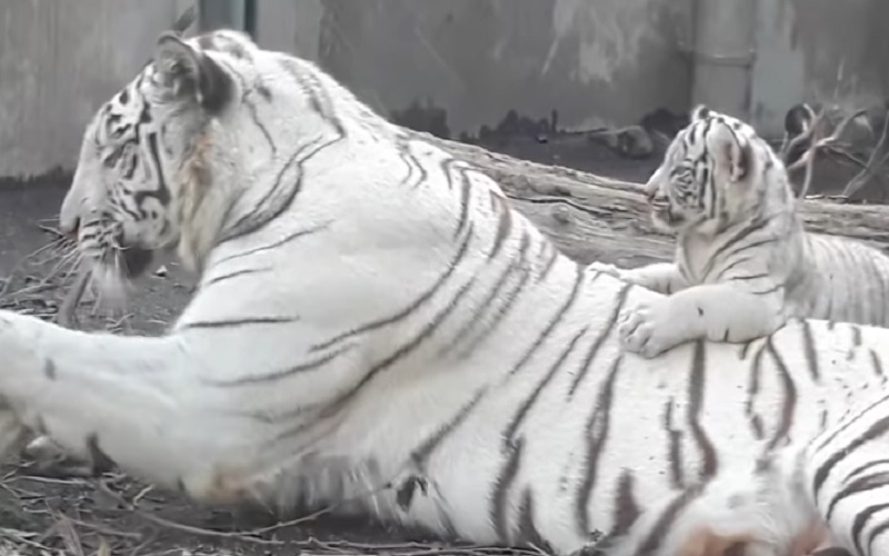 ホワイトライオンの神秘を解き明かす