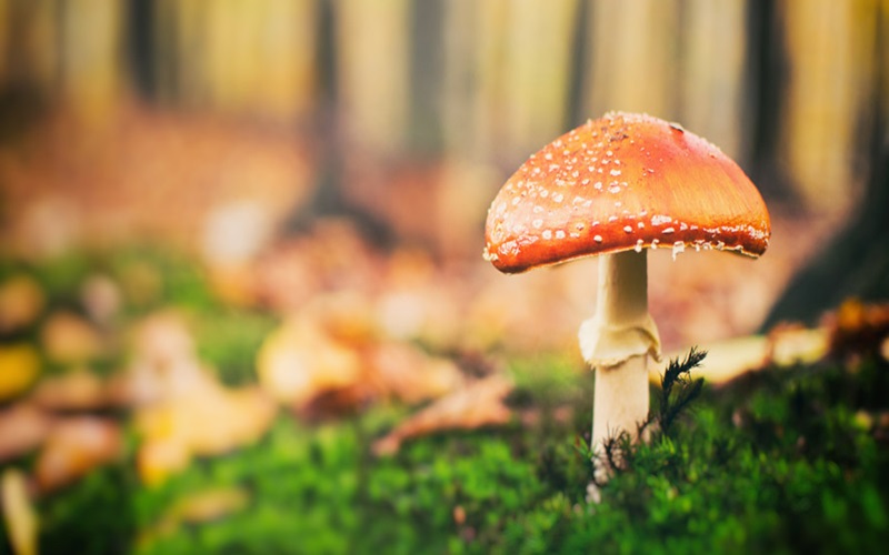 チョコきのこの魅力を徹底解剖！カリカリ食感と甘さが織り成す絶妙なハーモニー