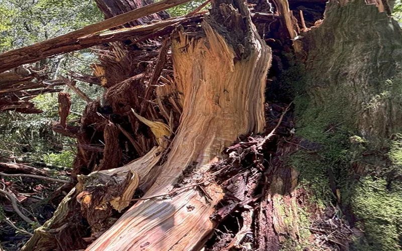 井上尚弥が世界を驚かせる理由：その強さと魅力に迫る